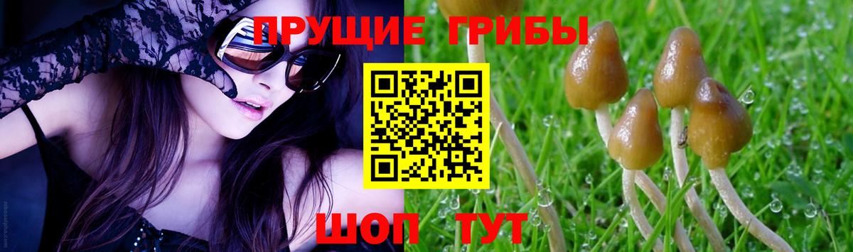 Галлюциногенные грибы Psilocybe  где продают наркотики  Зеленогорск  Галлюциногенные грибы Cubensis  Вход с VPN 